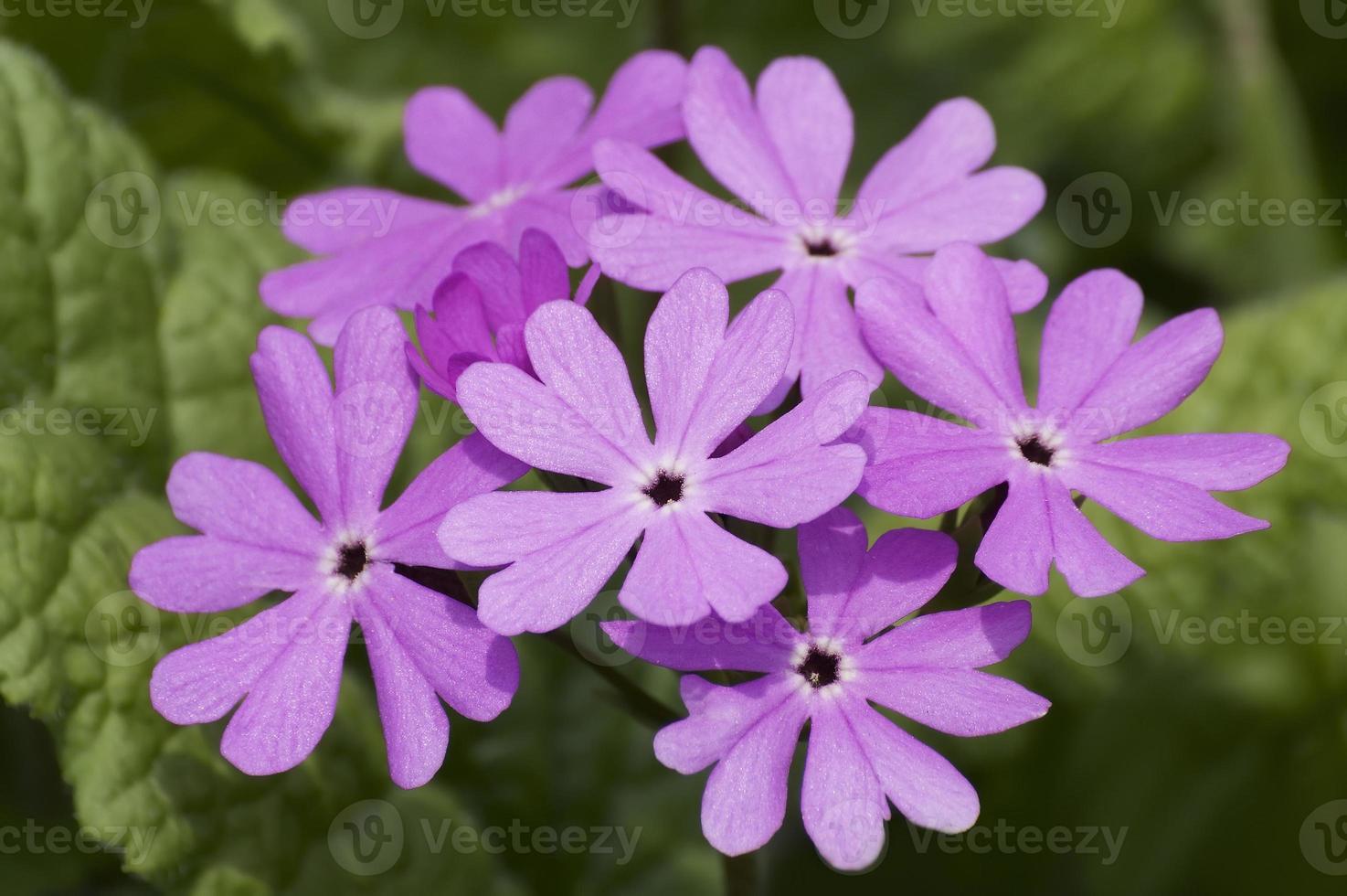 prímula japonesa, prímula sieboldii, prímula asiática y cortusoides primula foto