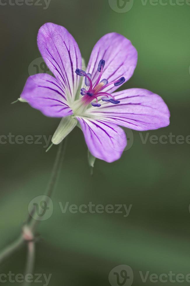 Cranesbill, geranio wlassovianum o geranio cranesbill de wlassov foto