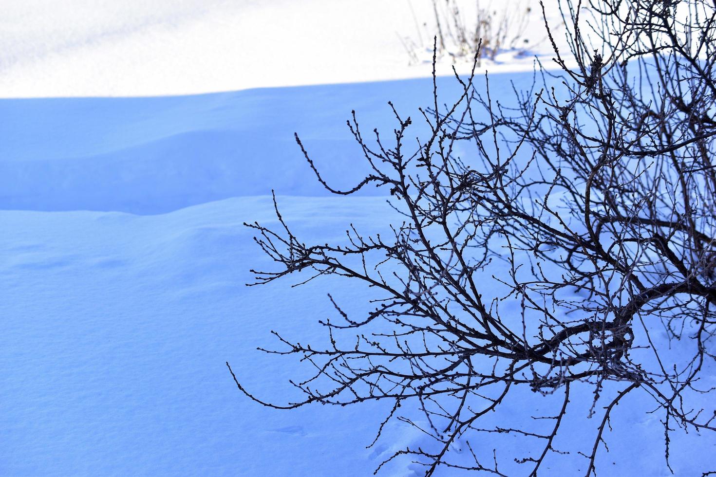 Snowy landscape with tree branches in the garden photo