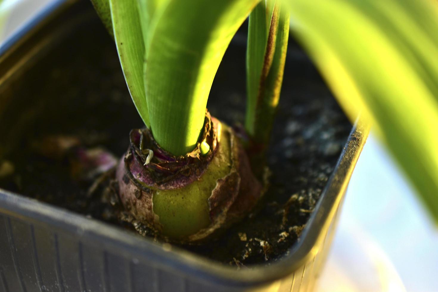 Green flower seedlings in pots on the windowsill photo