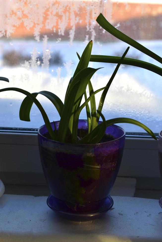 Green flower seedlings in pots on the windowsill photo