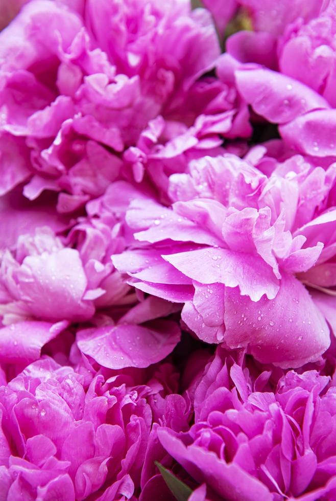 Pink peony flowers as a background photo