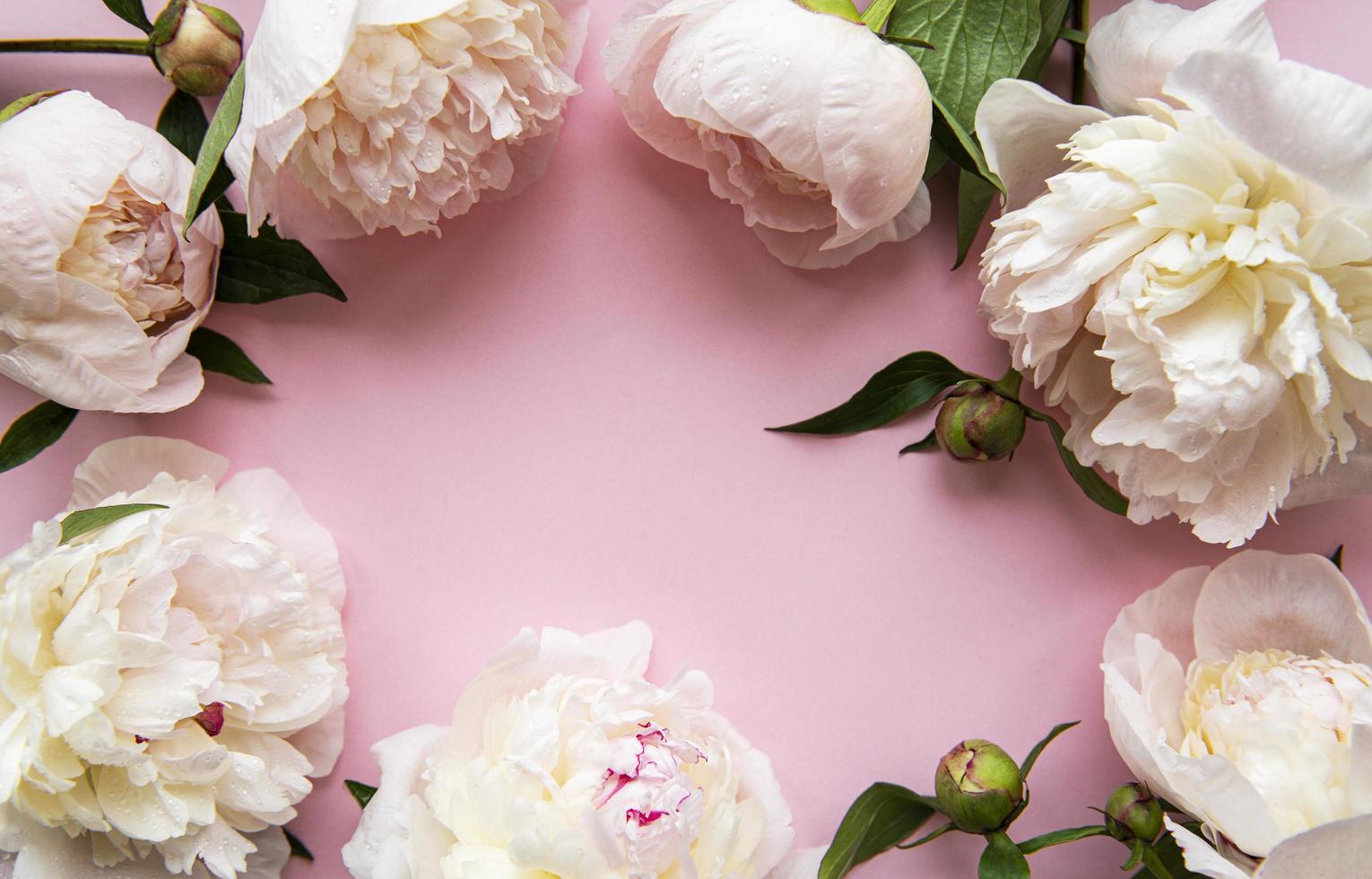 Peony flowers on a pink pastel background photo