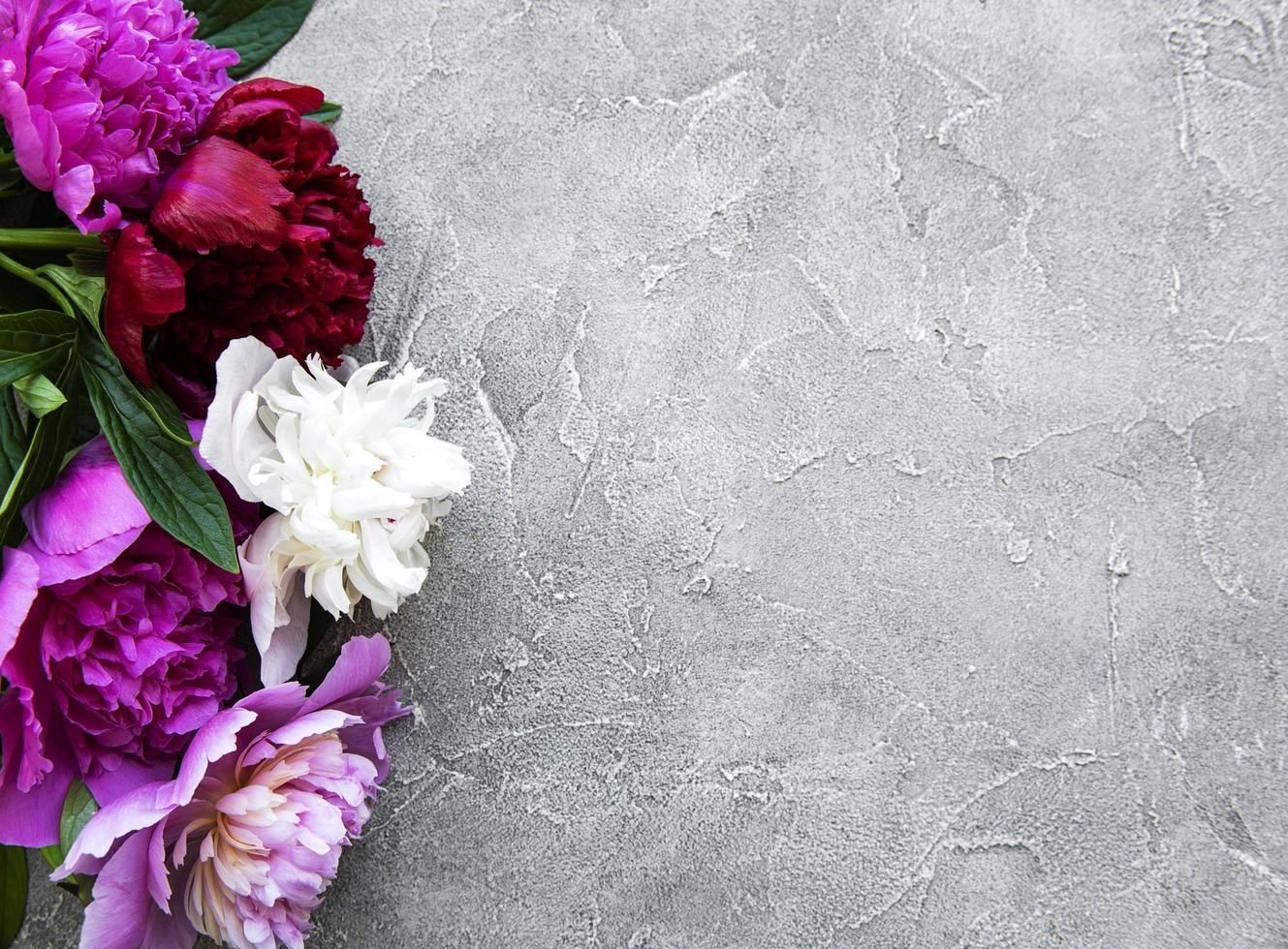 Peony flowers on a grey concrete background photo