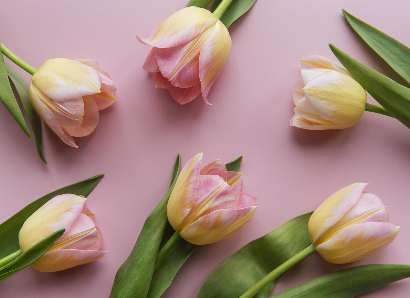 tulipanes de primavera sobre un fondo rosa foto