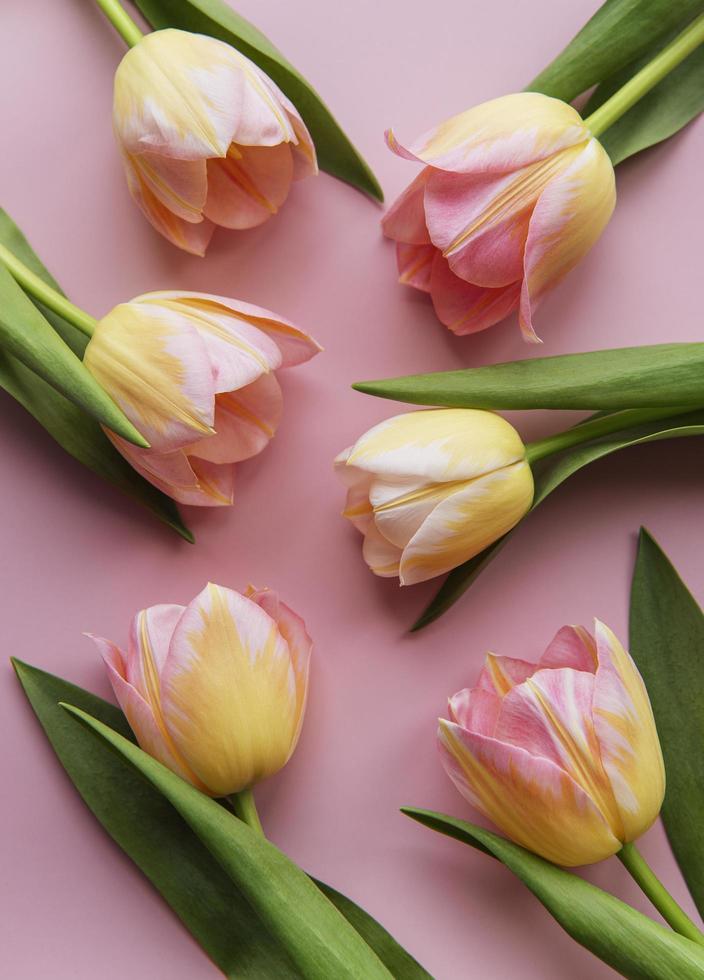 tulipanes de primavera sobre un fondo rosa foto