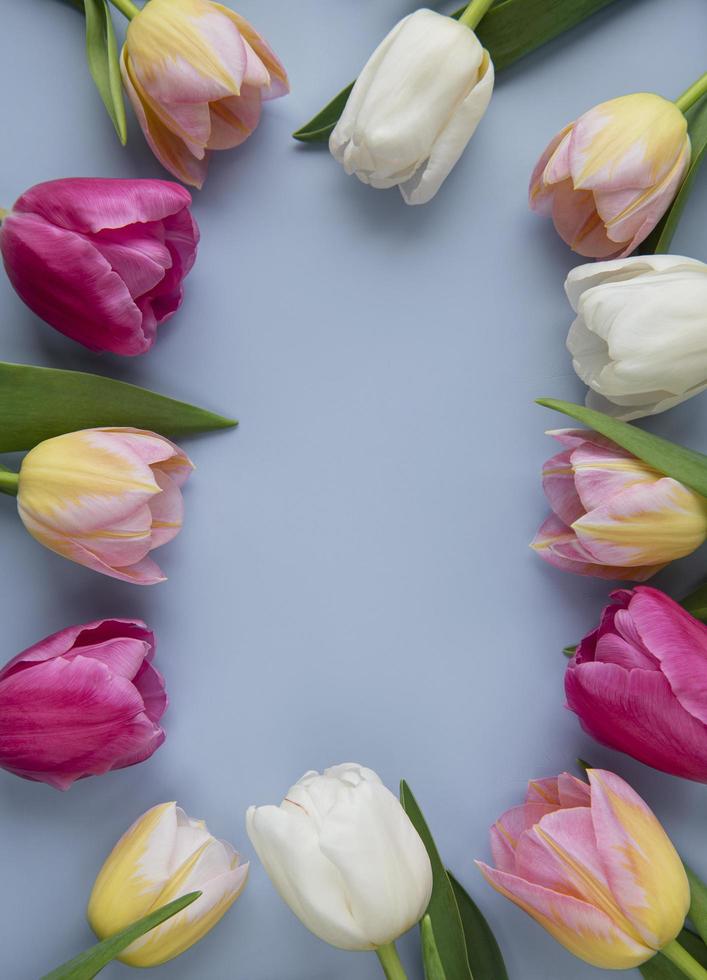Spring tulips on a blue background photo