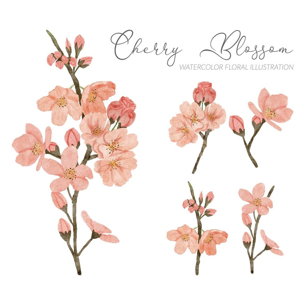 watercolor cherry blossom spring flower illustration element vector