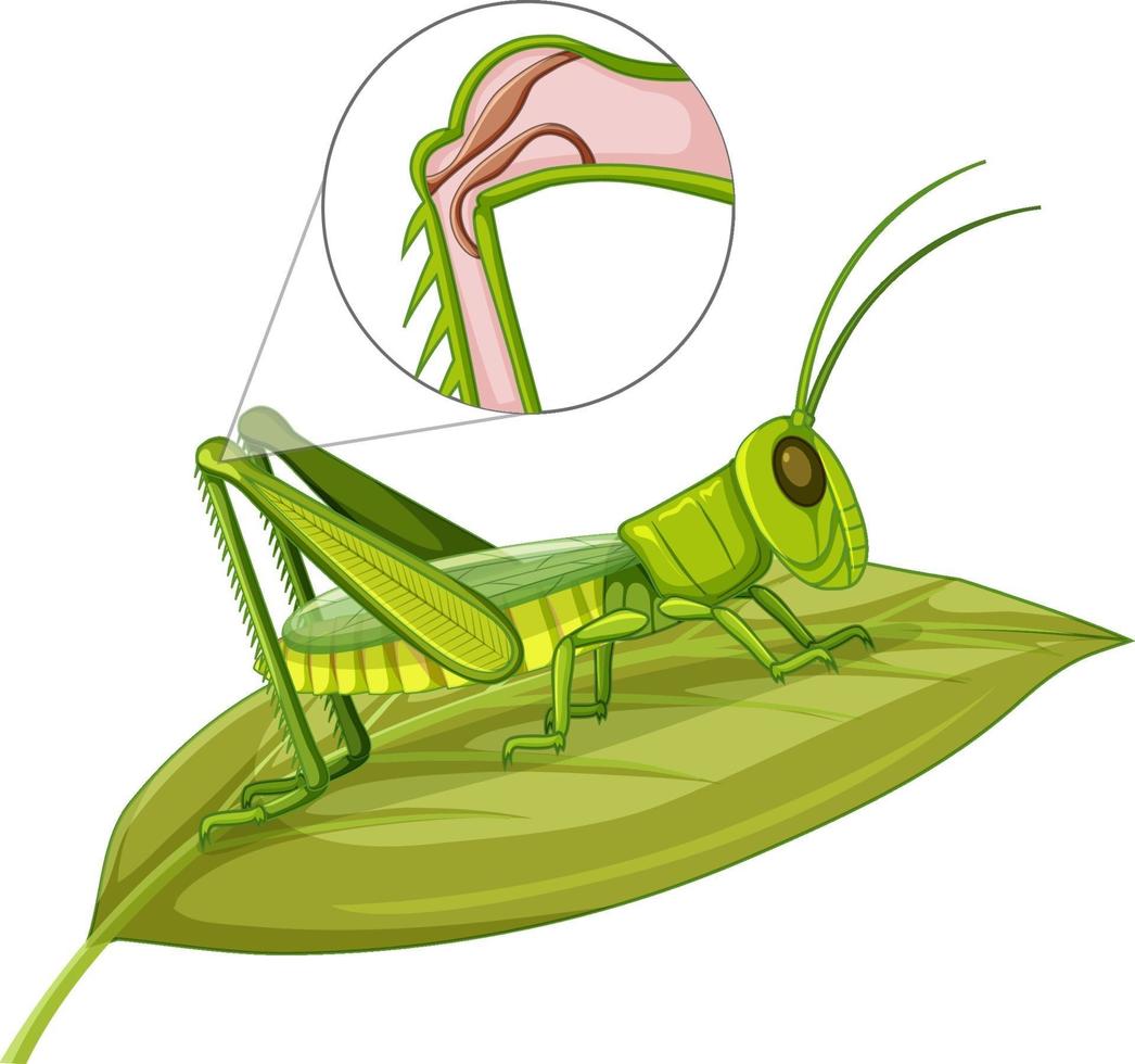 Grasshopper body close up isolated on white background vector