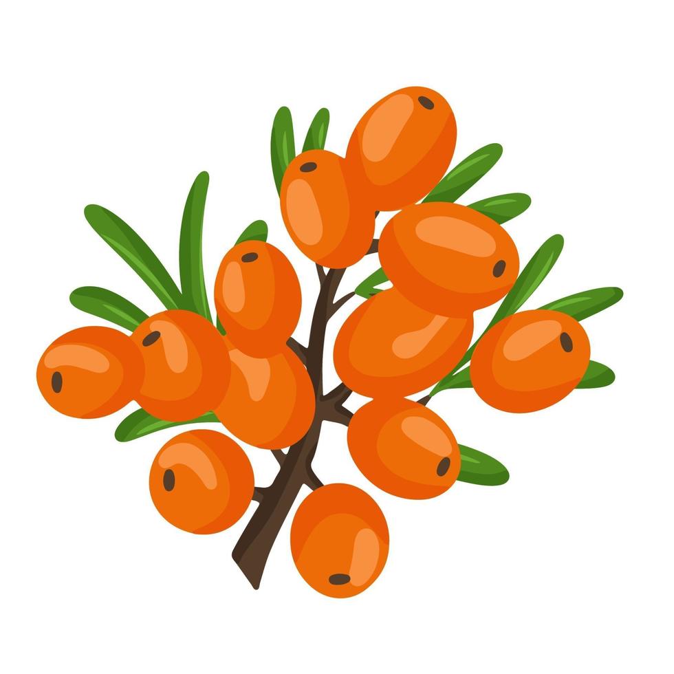 Orange branch of sea buckthorn berries. Vector illustration isolated on a white background. The concept of the image of medicinal plants, herbs.