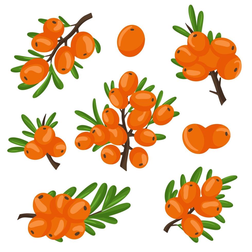 A set of orange branches of sea buckthorn berries. Vector illustration isolated on a white background. The concept of the image of medicinal plants, herbs.