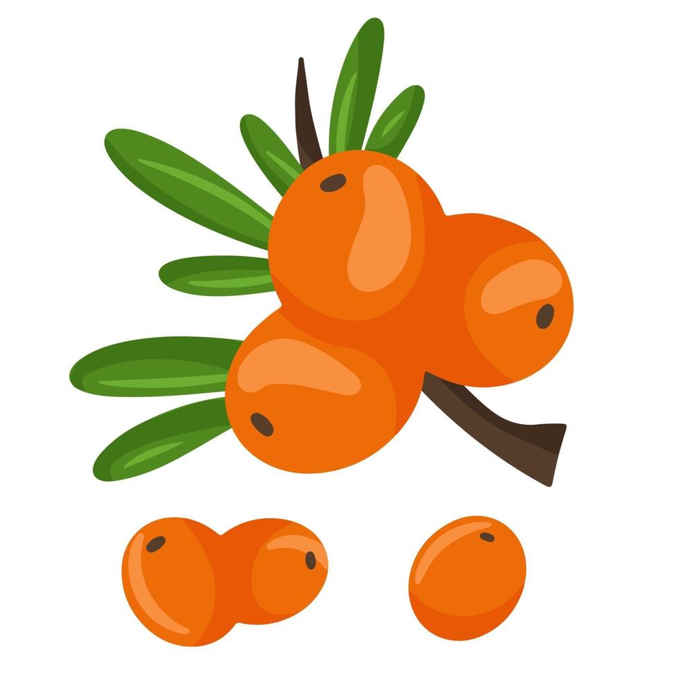 rama naranja de bayas de espino amarillo. ilustración vectorial aislado en un fondo blanco. el concepto de imagen de plantas medicinales, hierbas. vector