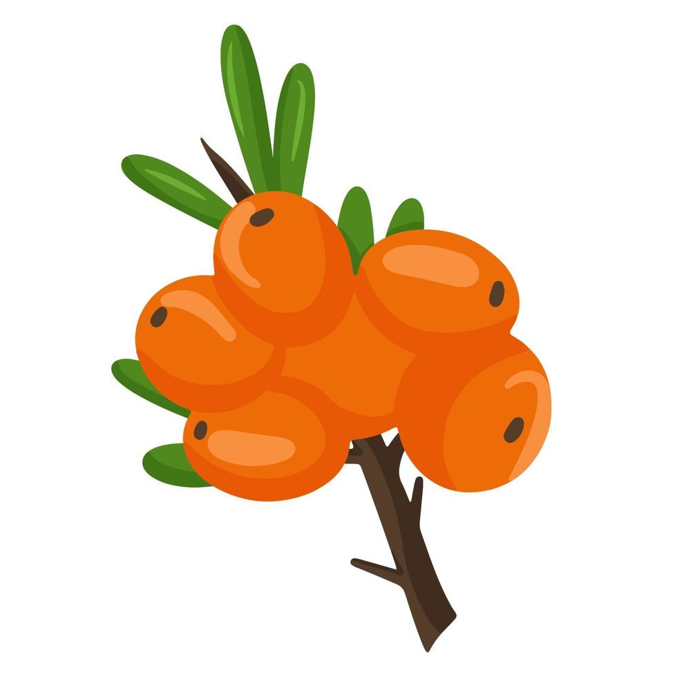 rama naranja de bayas de espino amarillo. ilustración vectorial aislado en un fondo blanco. el concepto de imagen de plantas medicinales, hierbas. vector