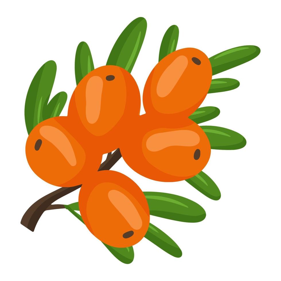 Orange branch of sea buckthorn berries. Vector illustration isolated on a white background. The concept of the image of medicinal plants, herbs.