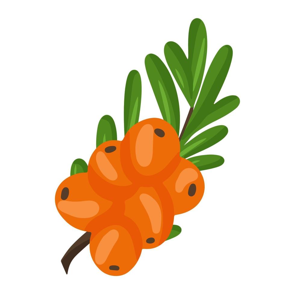 Orange branch of sea buckthorn berries. Vector illustration isolated on a white background. The concept of the image of medicinal plants, herbs.