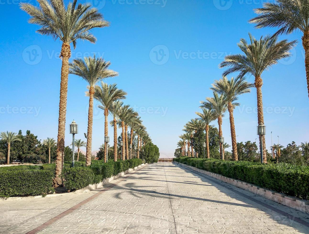 Empty street with palm trees during quarantine in Egypt photo