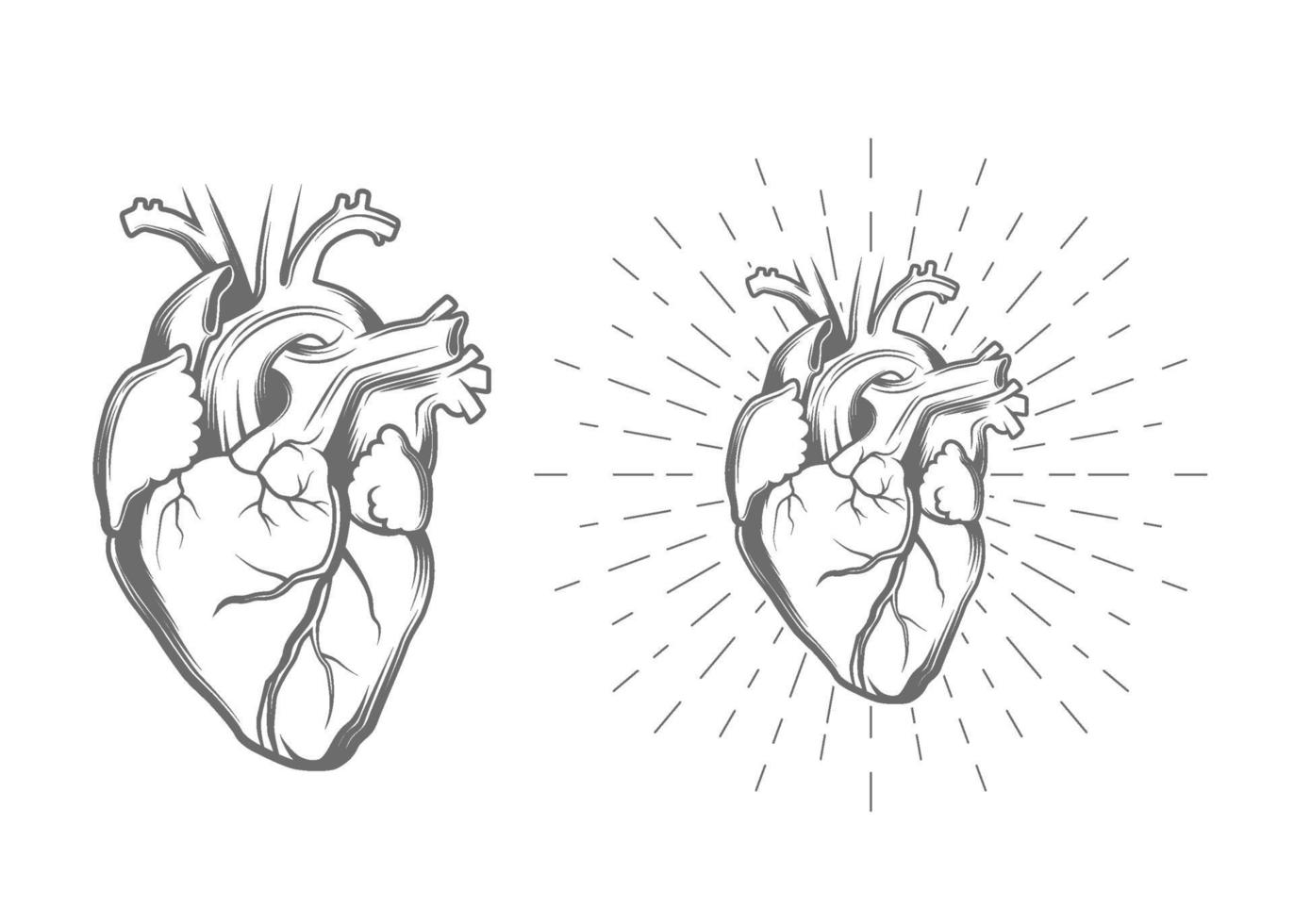 corazon humano ilustracion vector