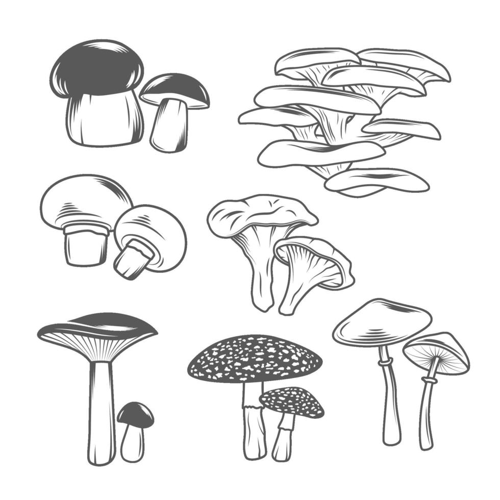 Mushroom Illustrations Set vector