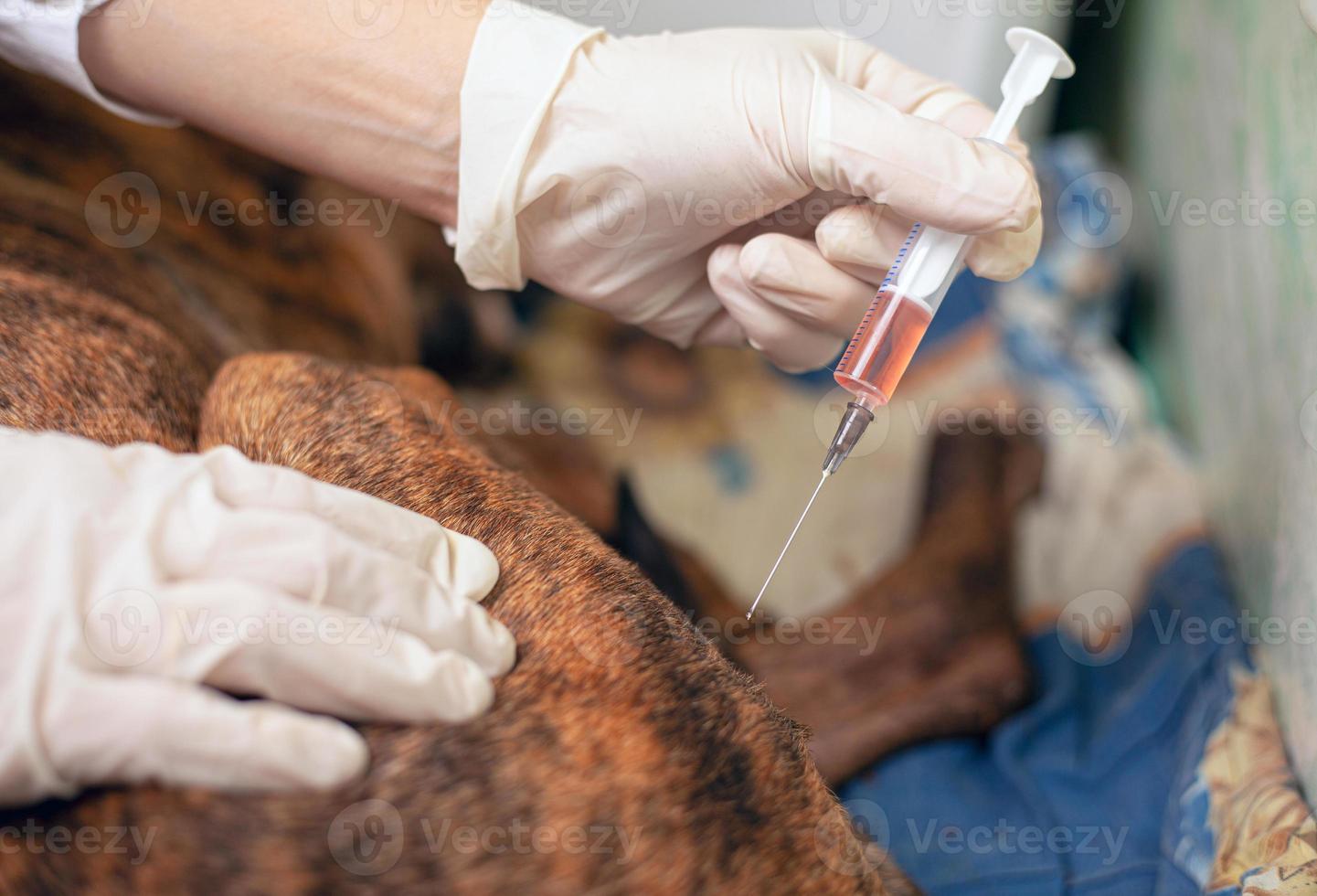 El veterinario le da una inyección a un perro enfermo con una jeringa de medicamento. foto