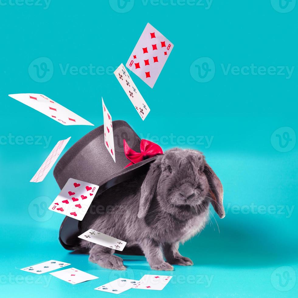 Rabbit with hat and playing cards photo