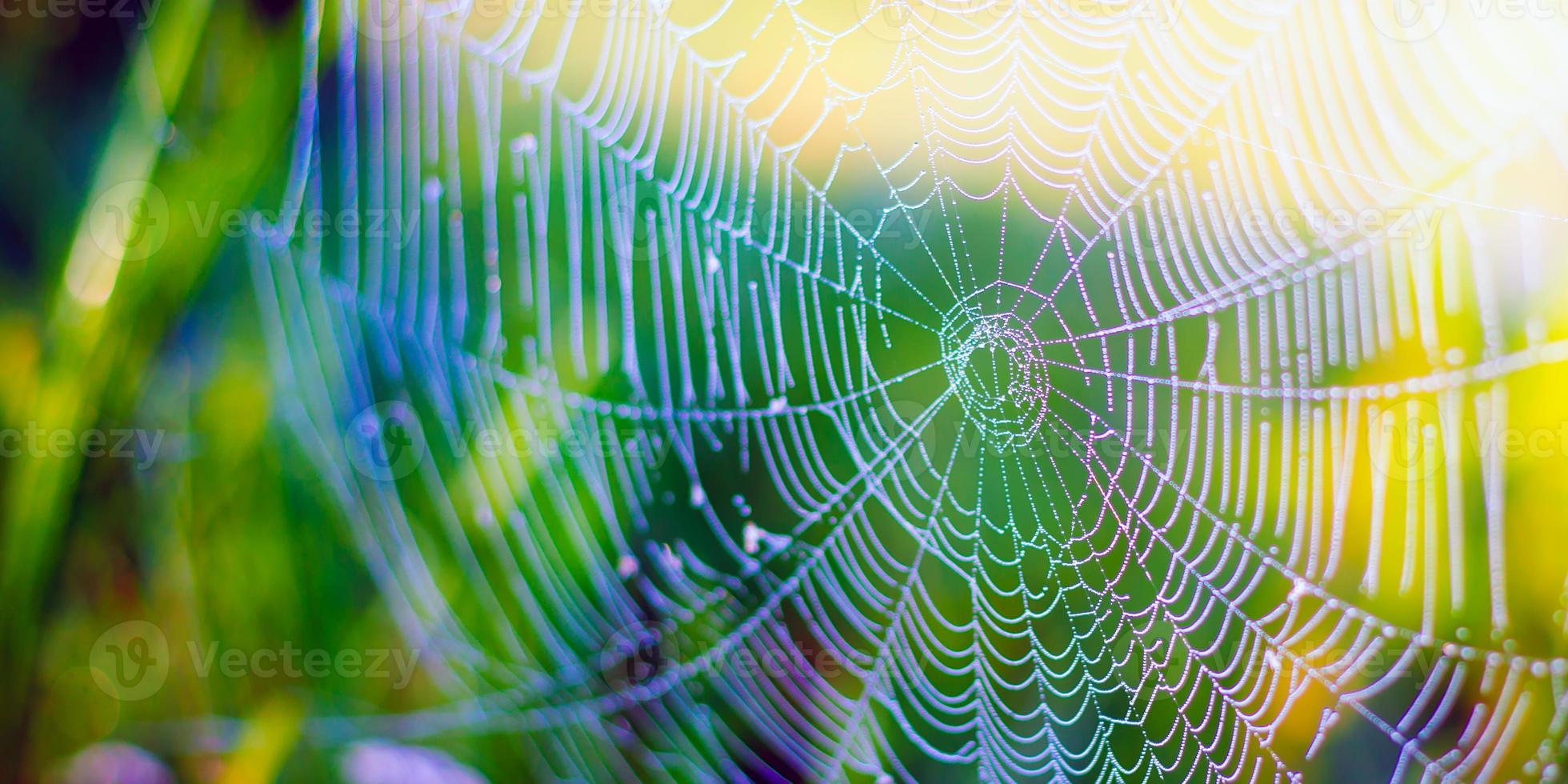 Beautiful white spider web on green grass background photo