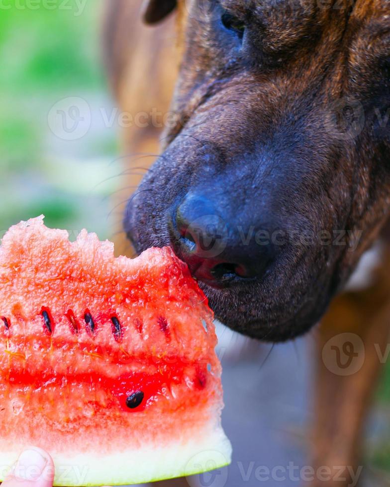 Dog trying to eat watermelon close-up photo