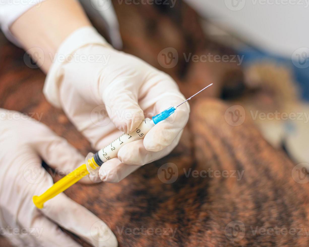 El veterinario le da una inyección a un perro enfermo con una jeringa de medicamento. foto