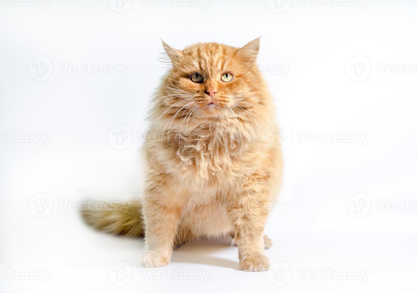 Shaggy orange cat photo