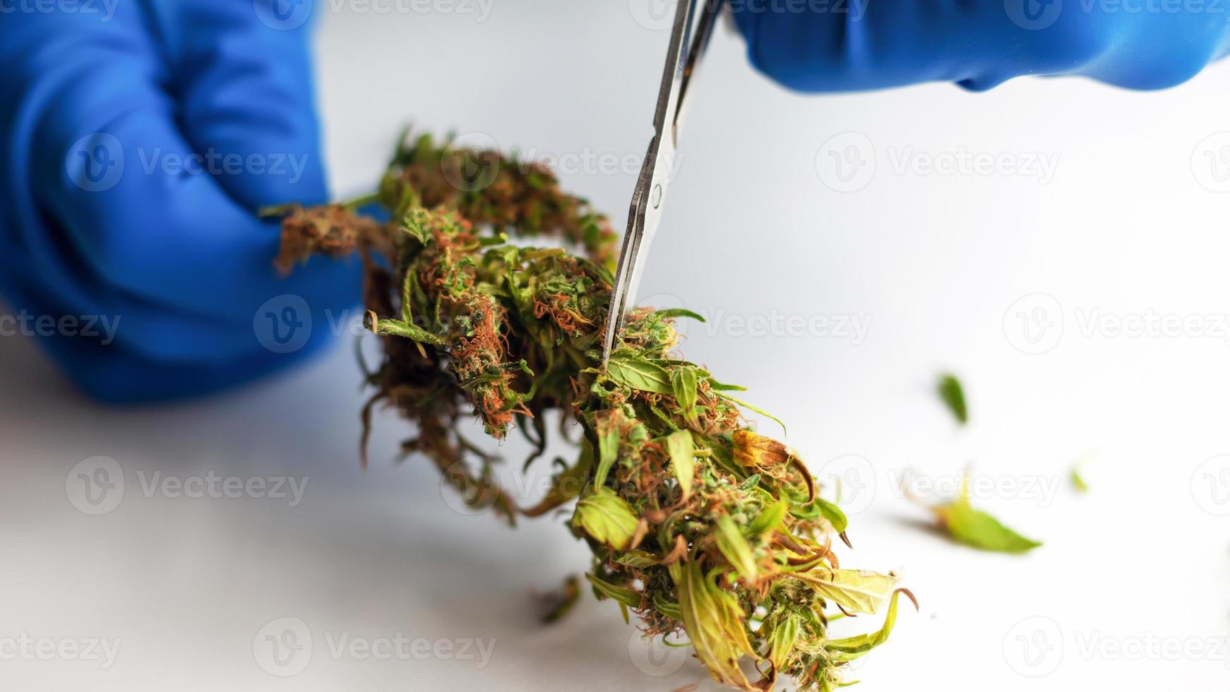 Processing marijuana raw materials for store sales photo