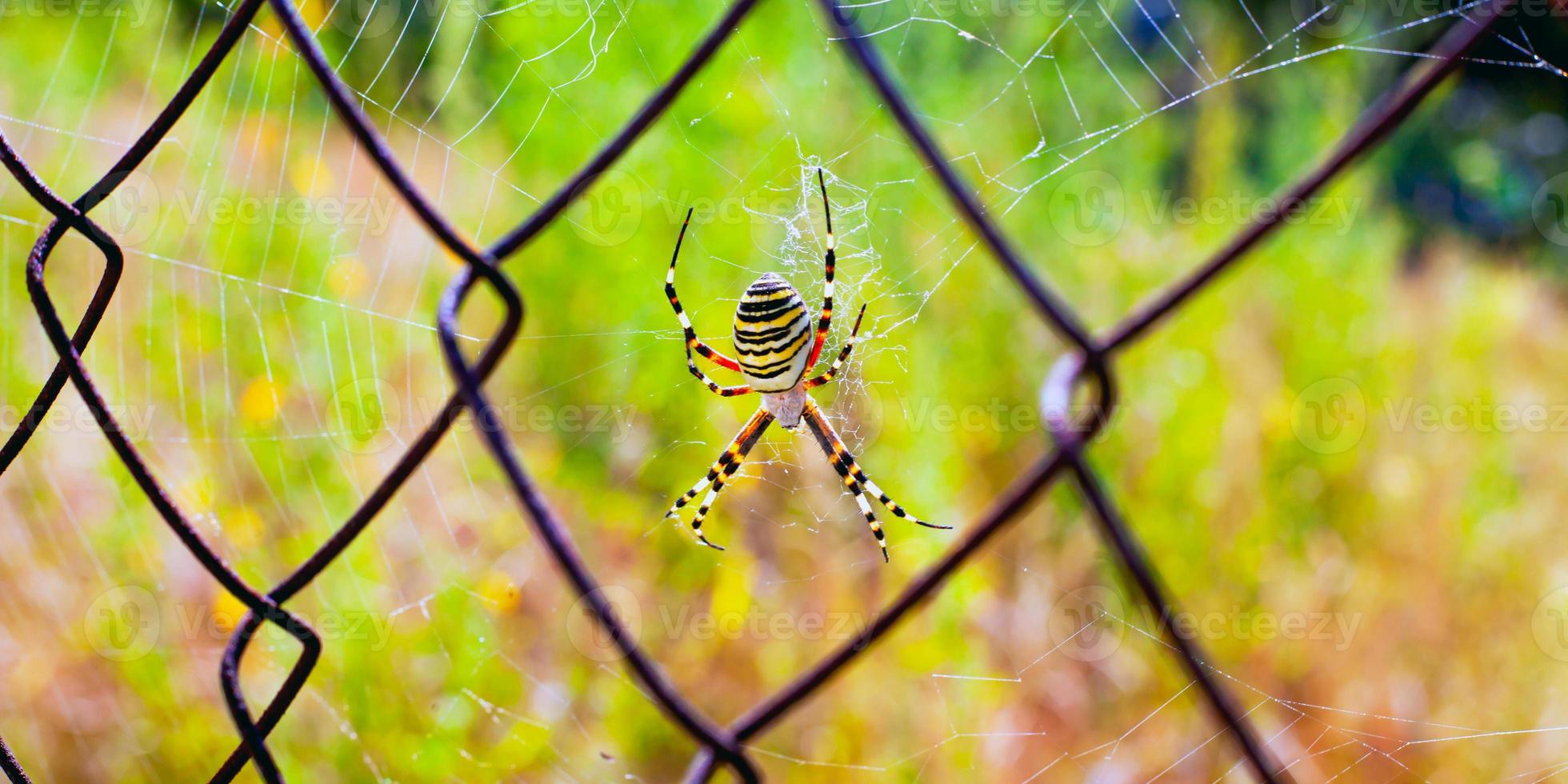 Yellow striped spider weaves a web on metal grid close-up photo