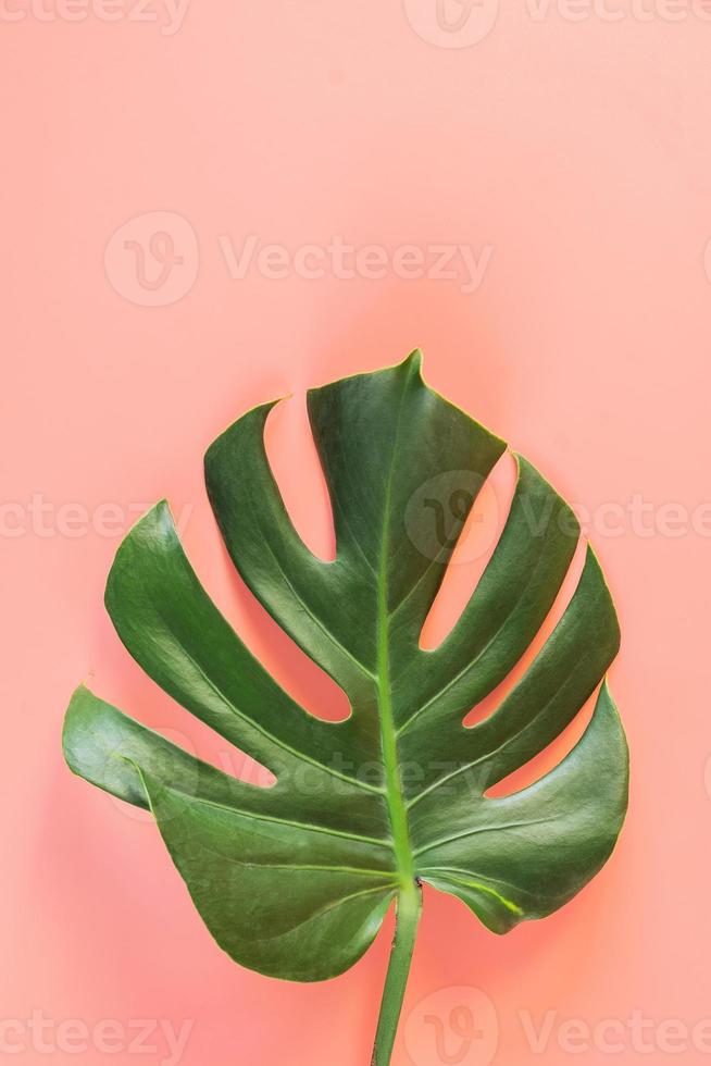 Monstera leaf on pink background photo