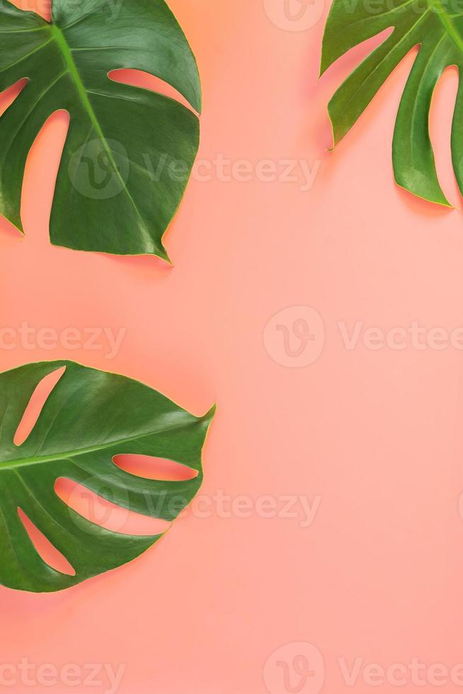 Monstera leaves on pink background photo