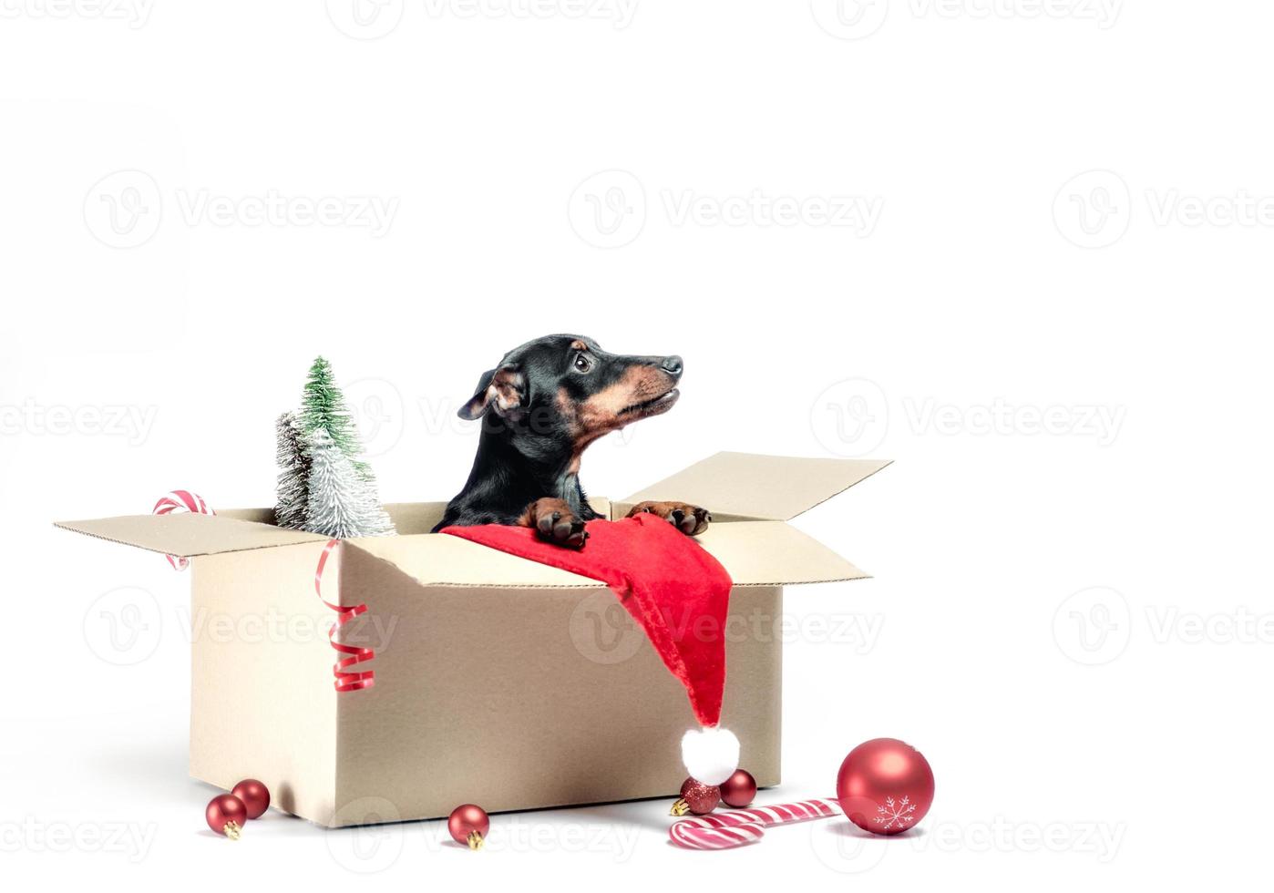 perro en una caja con adornos navideños foto