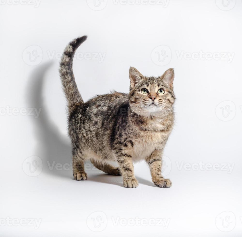 Tabby cat looking up on a white background photo