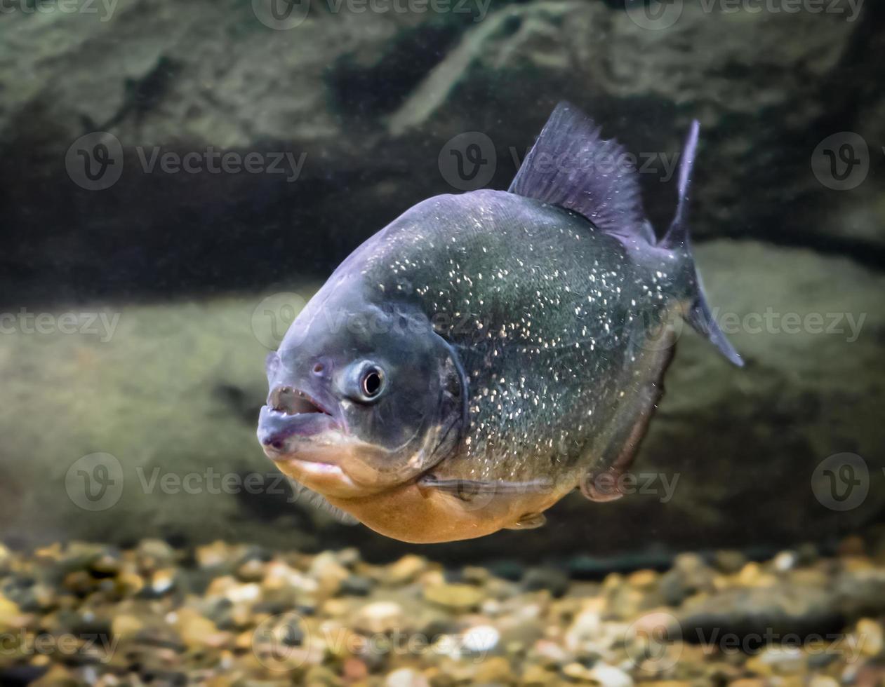 Single piranha fish in the water photo