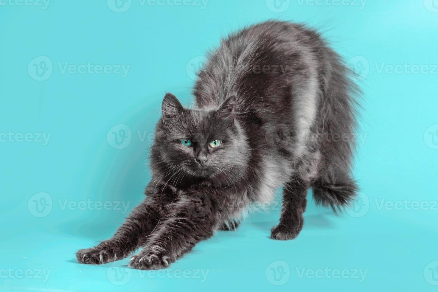 Black cat stretching on a turquoise background photo