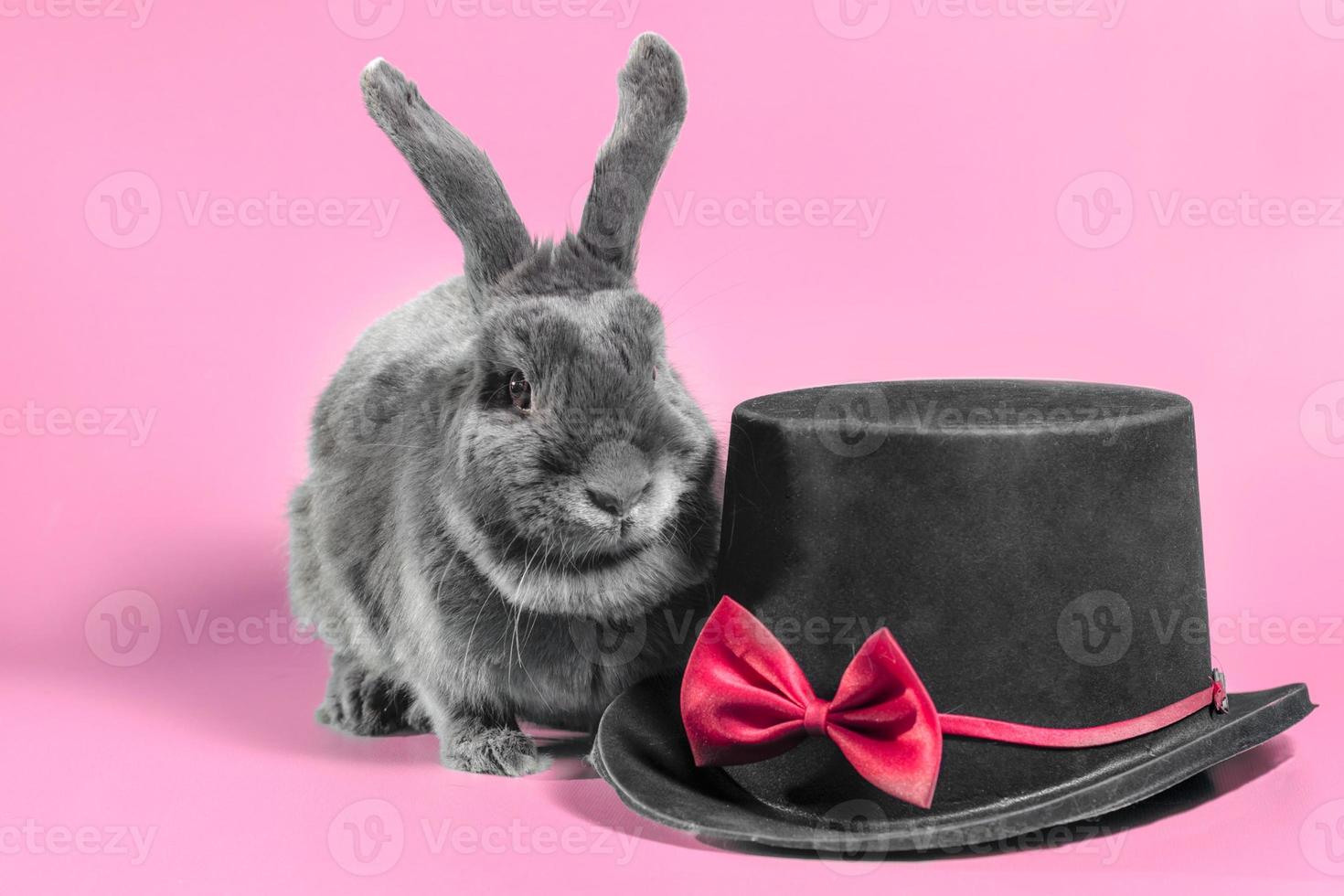 Bunny and hat photo