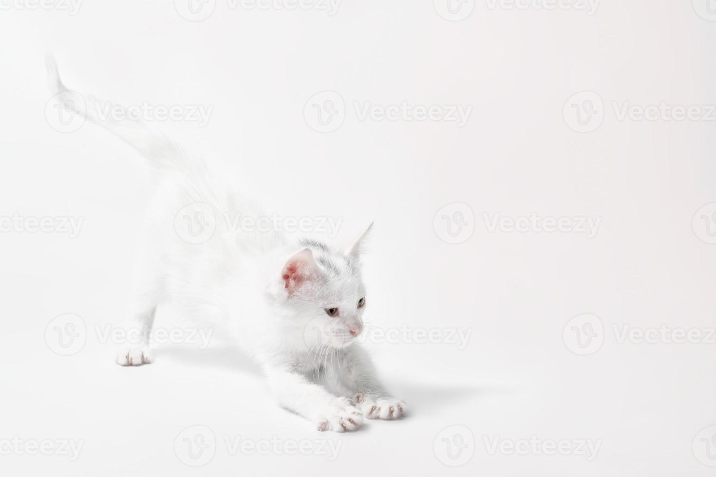 White kitten stretching on a light background photo