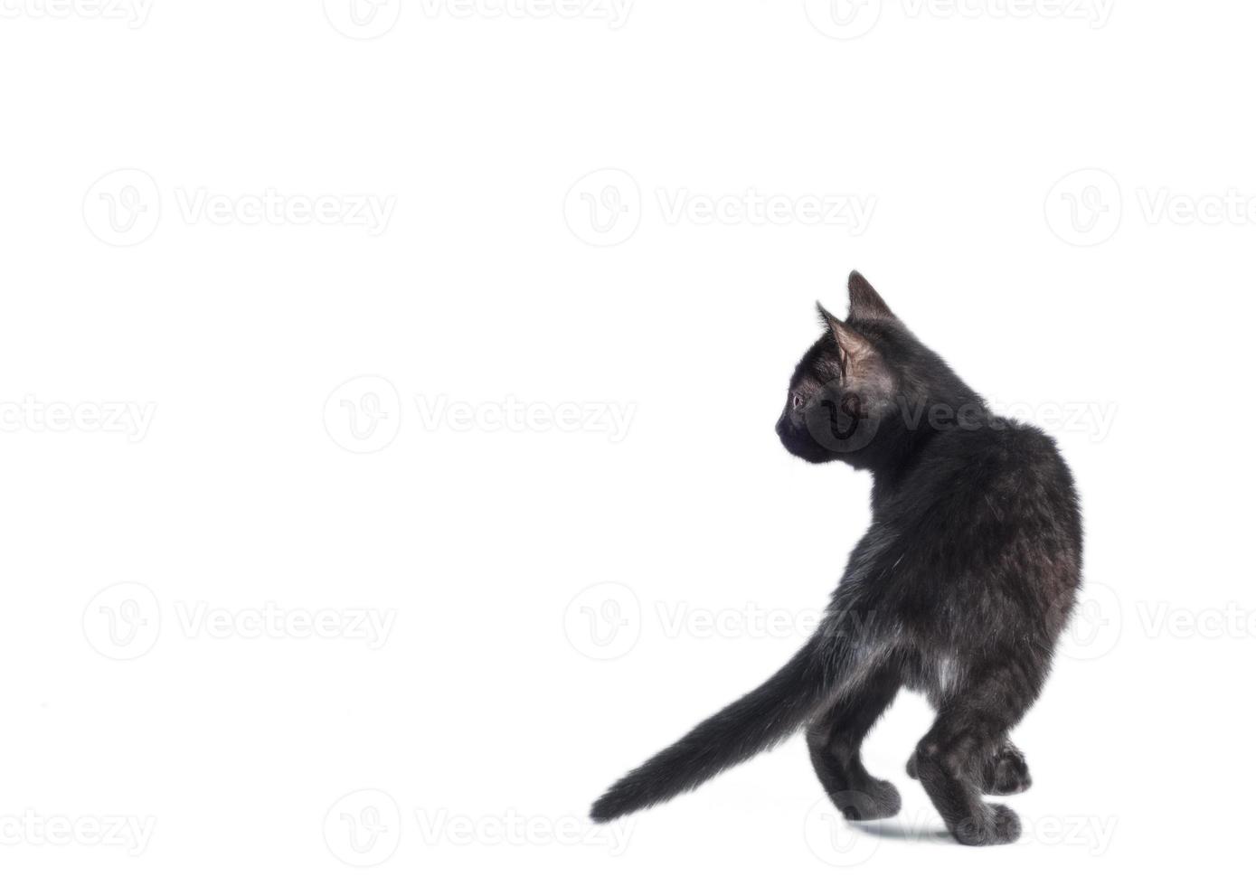 gato negro sobre un fondo blanco foto