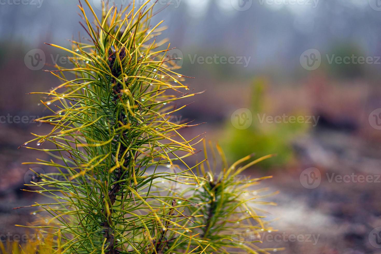 Ramita de pino de hoja perenne de coníferas en el fondo del bosque borroso con gotas de rocío foto