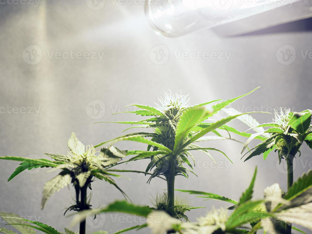 Growing marijuana under artificial light at home photo