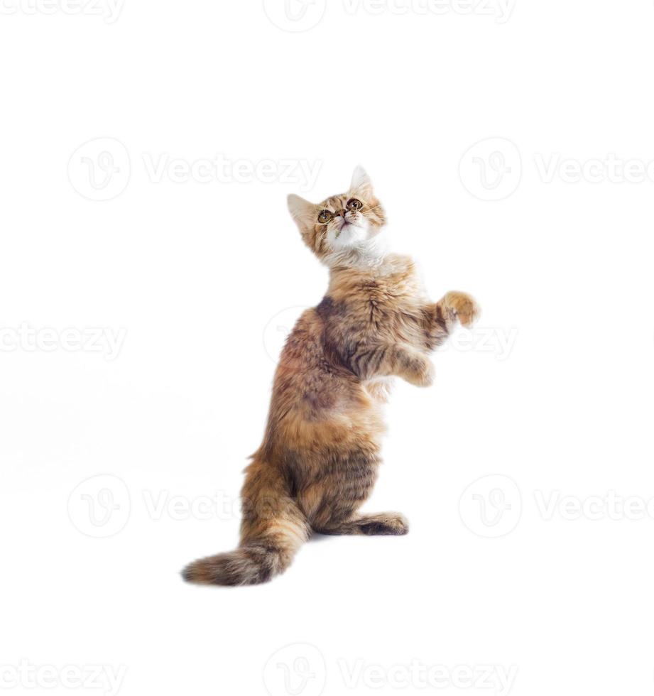 Cat standing on hindlegs photo