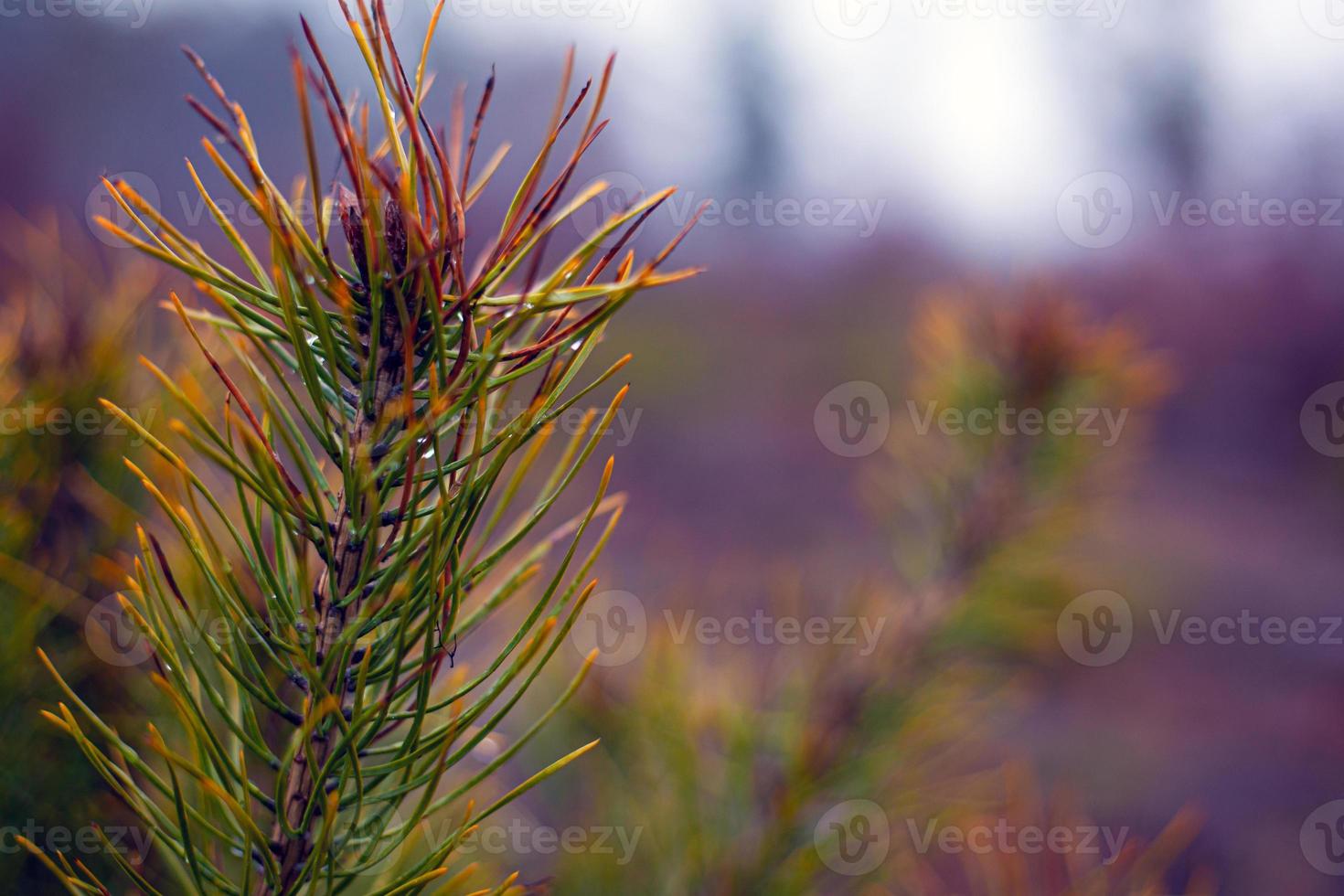 Sprig of coniferous evergreen pine on blurred forest background with dew drops on needles photo