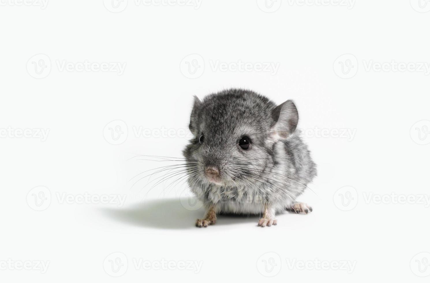 pequeño ratón gris sobre un fondo blanco foto