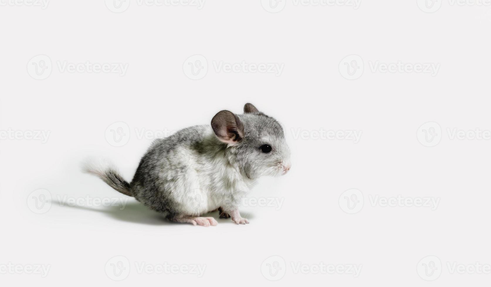 vista lateral de un ratón gris foto