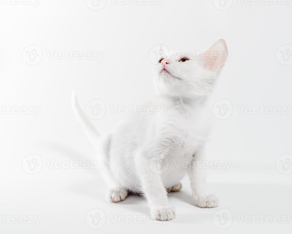 Gatito blanco mirando hacia arriba sobre un fondo blanco. foto