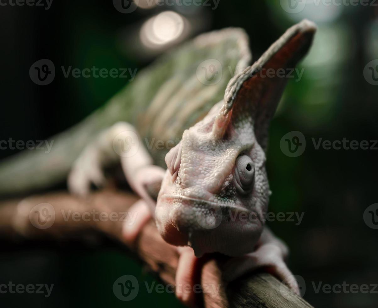 Close-up of a chameleon on a branch photo