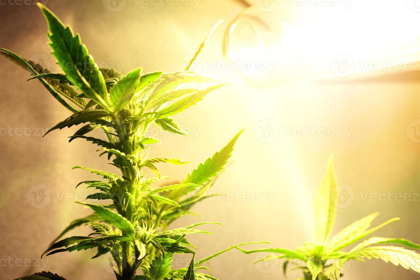 Marijuana bush under the artificial lighting lamps photo