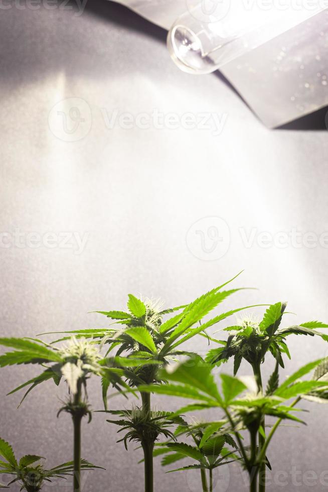 Growing marijuana under artificial light at home photo