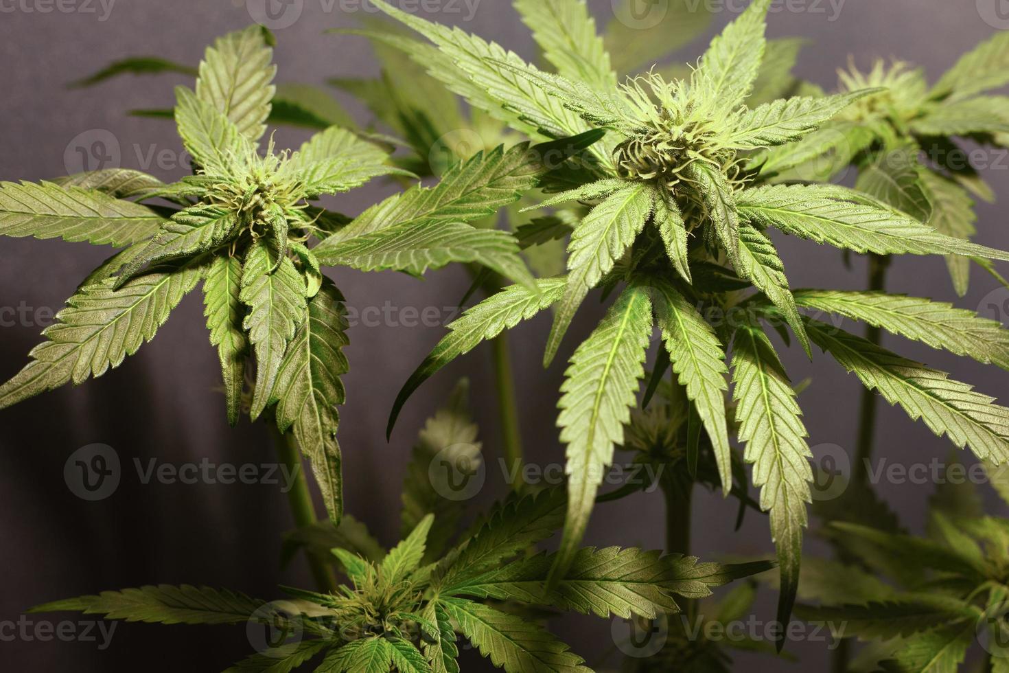 Growing green cannabis buds indoors, cultivation of medical marijuana photo